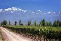 Majestic Mendoza 🍇
