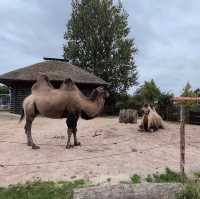 Copenhagen Zoo 🗺️