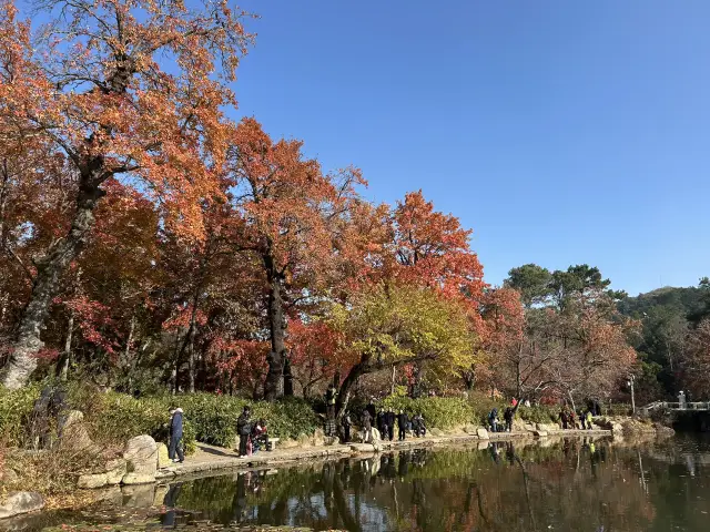 2024蘇州賞楓遊園之旅