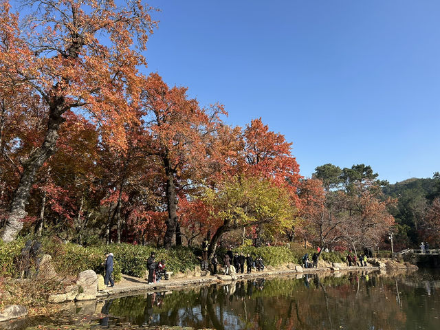 2024蘇州賞楓遊園之旅
