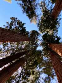 Sequoia National Park – The Ultimate Giant Tree Theme Park! 🌟🌿