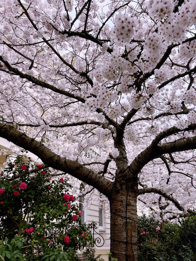 🌸 London’s Cherry Blossom Magic – Best Spring Viewing Spots!