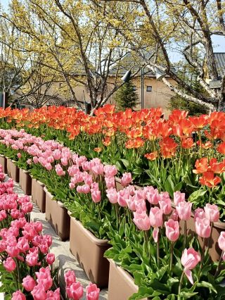 Tulip Heaven at Nabana no Sato in Spring