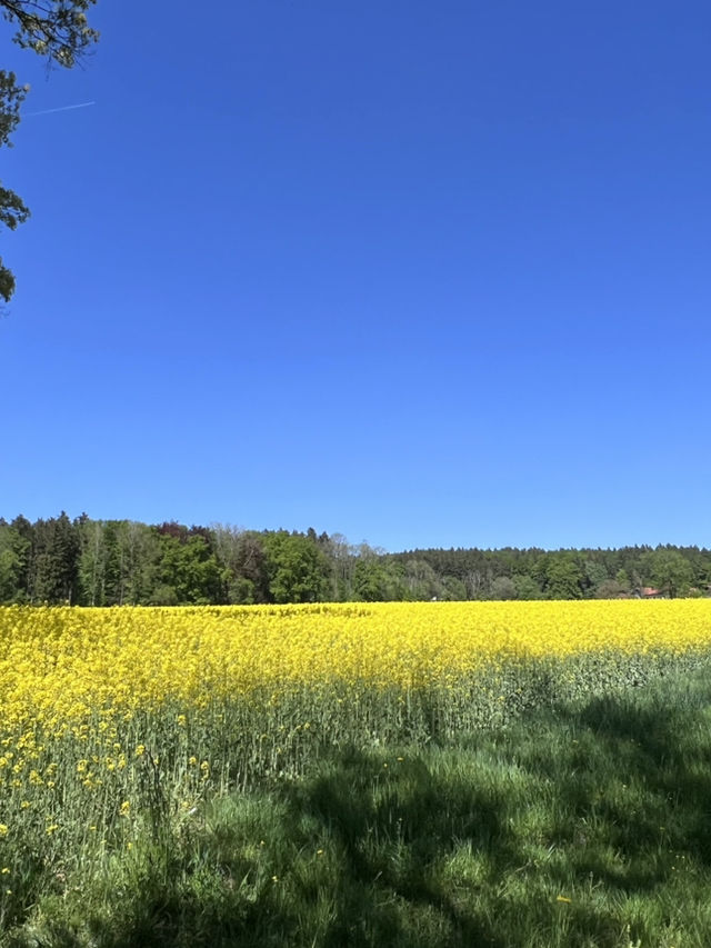 **Egglsee in Ebersberg：湖光森林裡的隱藏版療癒時光**  