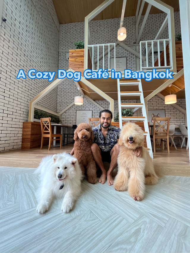 Dog in Town Ari – A Cozy Dog Café in Bangkok  