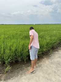 Paddy Fields Review: Discover the Rice Fields of Sekinchan, Malaysia