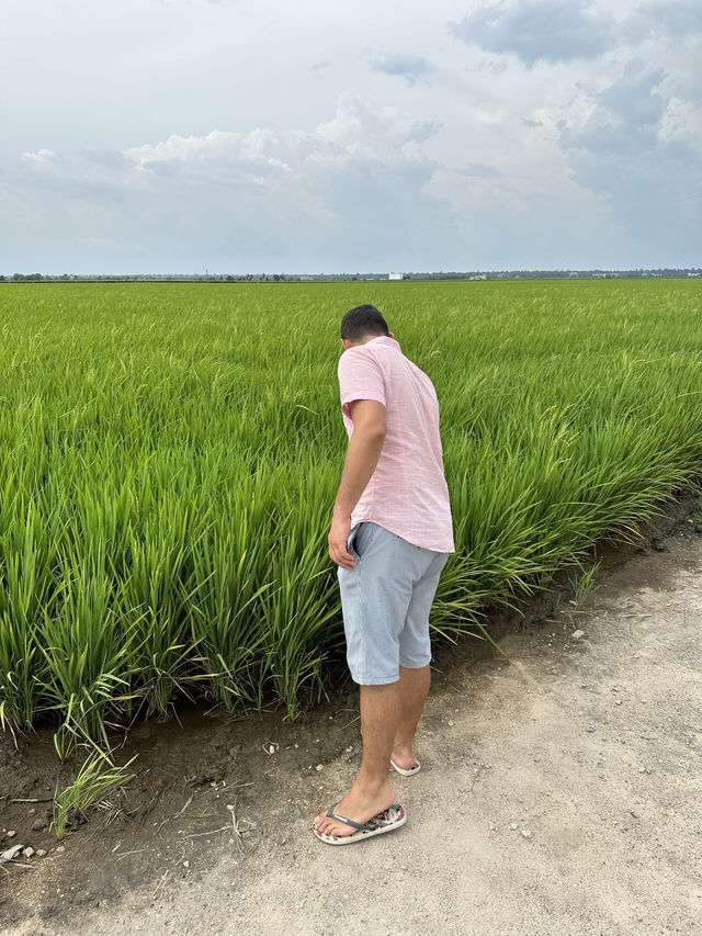 Paddy Fields Review: Discover the Rice Fields of Sekinchan, Malaysia