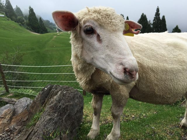 Review: Cingjing Farm (清境農場) – Taiwan's Little Switzerland