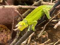 Wonders of Nature — A Day at Naturkundemuseum Karlsruhe 🇩🇪  