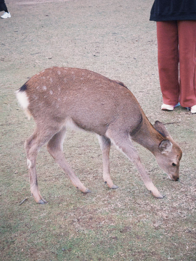 Deer Park Escape🦌 Deer Park Escape🦌