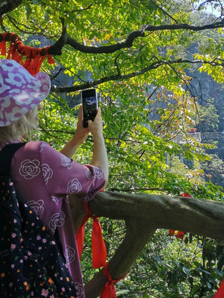阿凡達山脈冒險 張家界國家森林公園  
#
