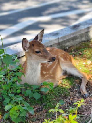 Visited Nara and was amazed by the sheer number of free-roaming deer everywhere you look.
You can easily buy special deer crackers right near the entrance of the park to feed them.
However, a great tip is that the deer right by the entrance can be quite pushy.
The friendliest and most peaceful deer are actually located much further inside, so I strongly advise walking deeper into the park.
It is a truly charming and unforgettable experience!
