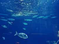 Is the Oceanogràfic Valencia Worth It for Your Adventure Trip? 🐠🌊