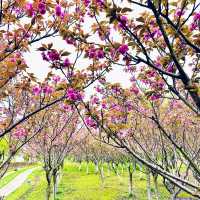 Shenshan Park-Wuhu
