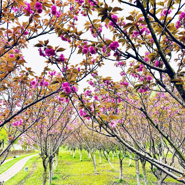 Shenshan Park-Wuhu