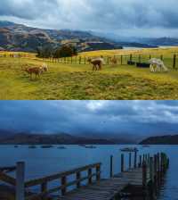 New Zealand self-driving, the wonderful experience you can't miss in your life.