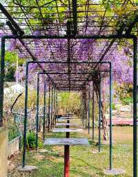 Hong Kong Flower Appreciation | Beautiful blooming of Wisteria at Shenzhen's Qingkuai Tang