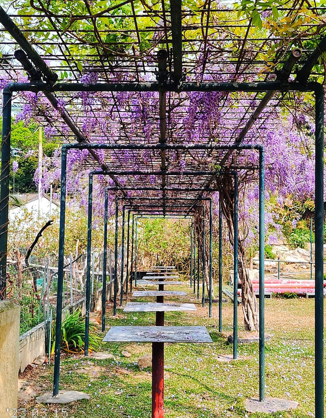 Hong Kong Flower Appreciation | Beautiful blooming of Wisteria at Shenzhen's Qingkuai Tang
