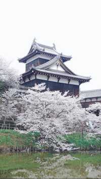 March, go to Japan to enjoy cherry blossoms.