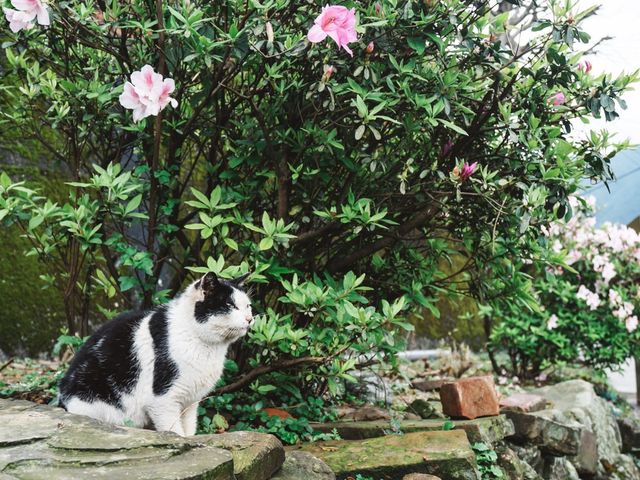 「猴硐貓村」偶遇喵星人
