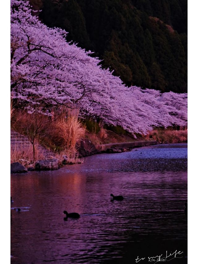 This year, my memories 📸 (photo album) of cherry blossoms 🌸 at Lake Biwa.