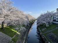 Nara's Saho River Sakura 🌸 A lesser-known spot for cherry blossom viewing, but a huge and beautiful area!