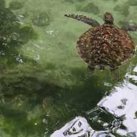 Swimming with sea turtles!