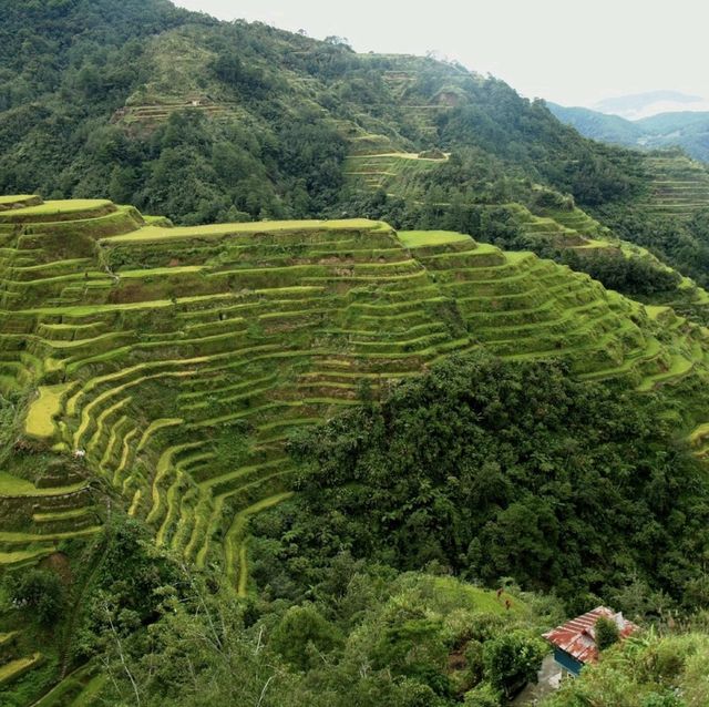 World Famous Rice Terraces!🇵🇭