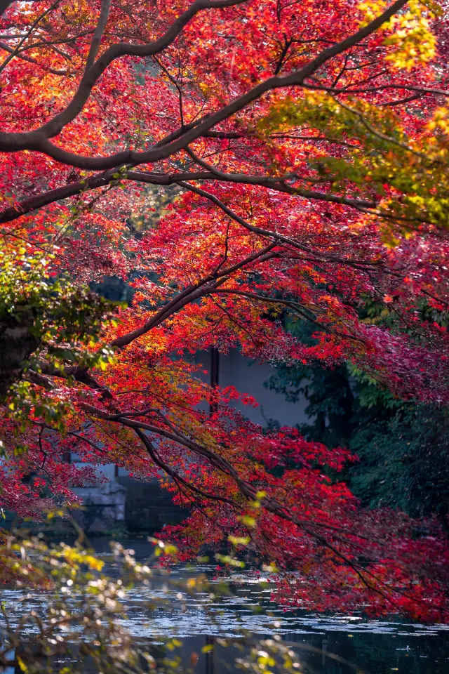 The Red Maple King in the Jiangnan garden by the West Lake is absolutely beautiful