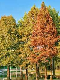 在哪，落羽杉又紅了嗎