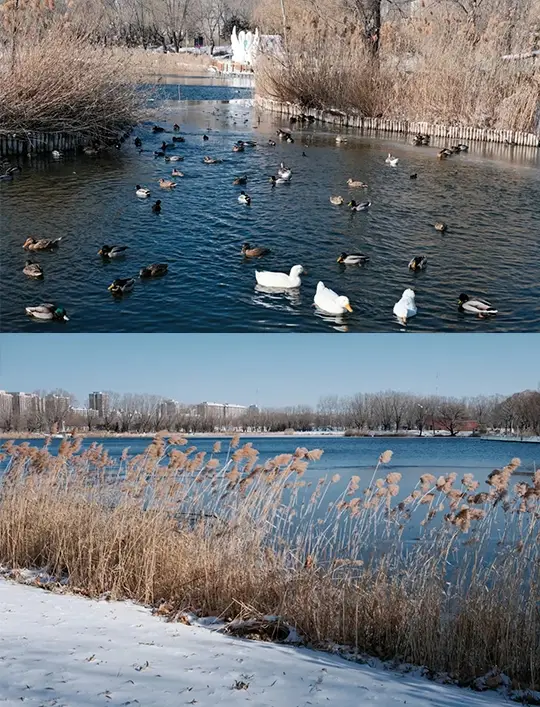 Beijing Snow Scene｜Chaoyang Park