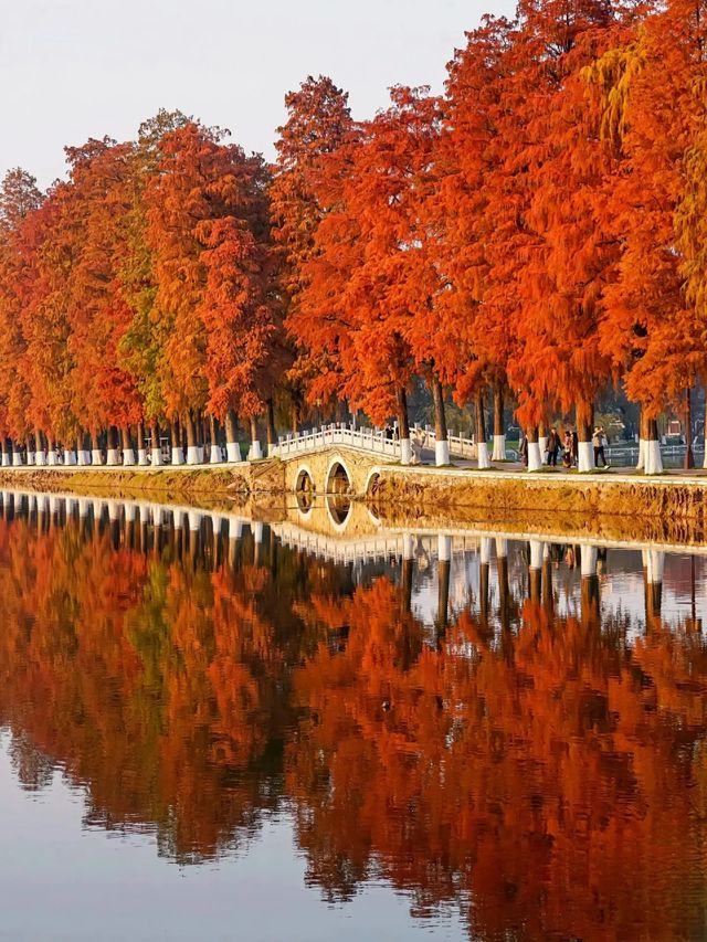 紅杉秘境——武漢東湖聽濤景區