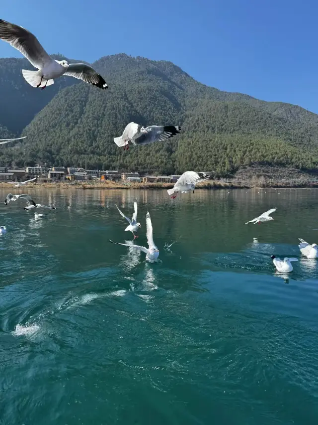 A thousand sails have passed, I am waiting for you at Lugu Lake