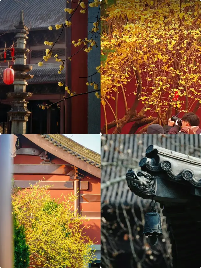 The red wall and winter plum of Qianwang Temple are now online, come and check in (with guide)