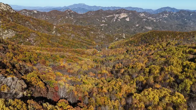 喇叭沟原始森林の紅葉が一面に広がり、森林が色づいています