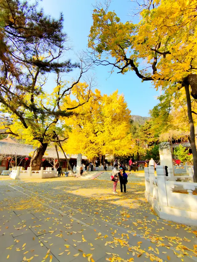 Beijing was built after Tanzhe Temple·A glimpse of the wonderful thousand-year-old trees