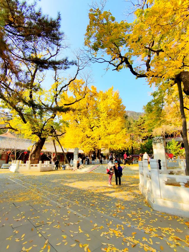 先有潭柘寺後有北京城·一睹千年古樹美妙