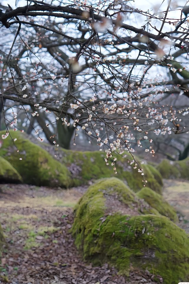 四川大邑鶴鳴山—春始萌發，梅花盛開