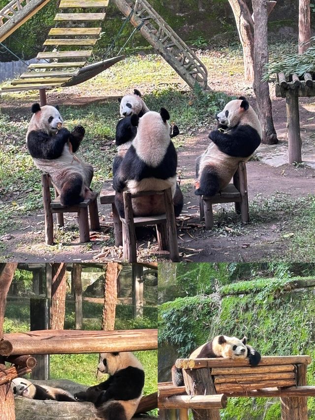 重慶動物園超全看“熊貓”指南，建議收藏！