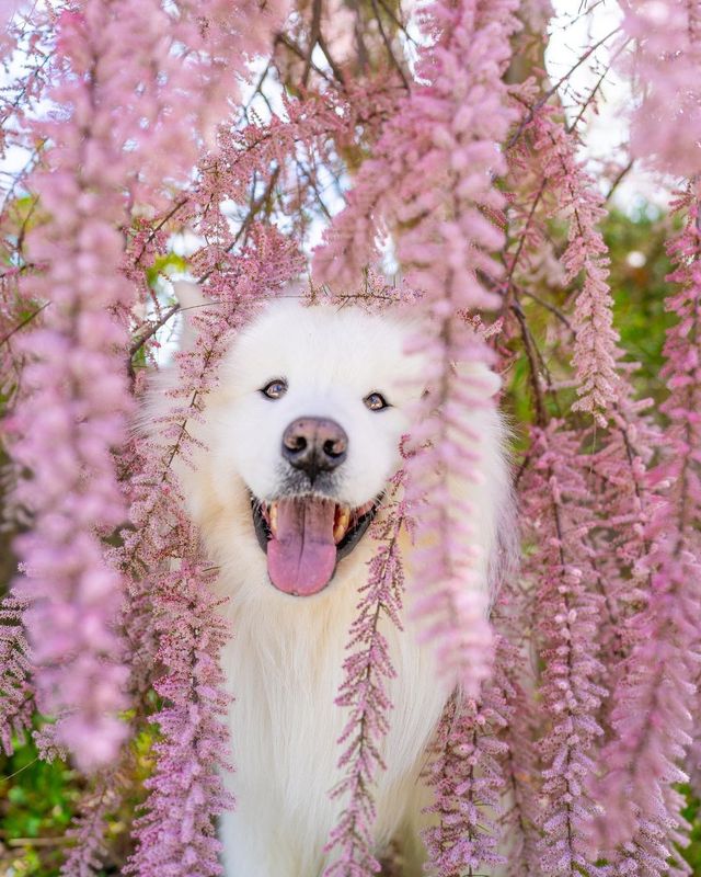 spring Blossoms 🌸🥹 Which Photo Steals Your Heart?