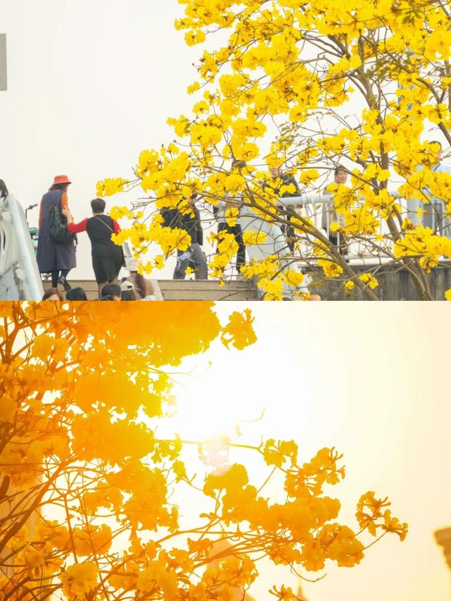 地鐵直達！廣州 2 個拍黃花風鈴木的寶藏公園