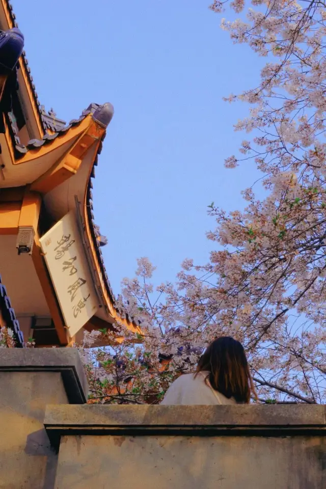 Wuxi | It's almost the cherry blossom season at Turtle Head Isle in March again