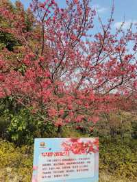南京空氣好，景色好！銀杏湖如畫春天