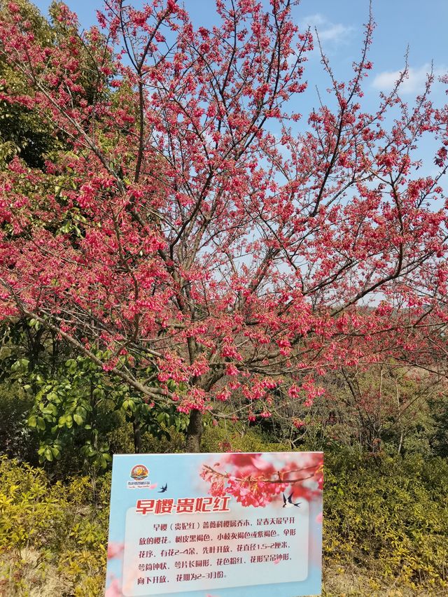 南京空氣好，景色好！銀杏湖如畫春天