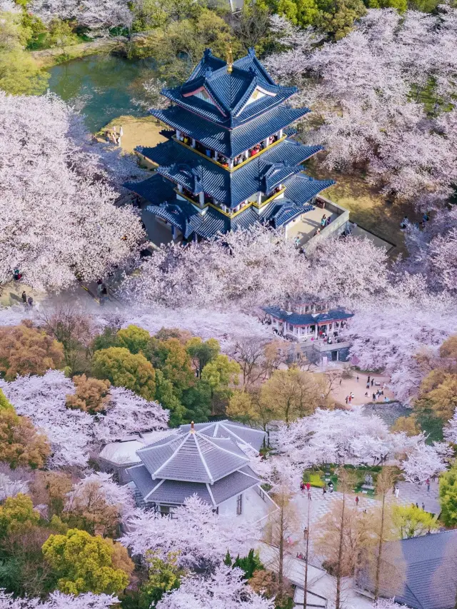 들어가다 무석의 전등주, 세계 3대 벚꽃 명소의 매력을 느껴보세요