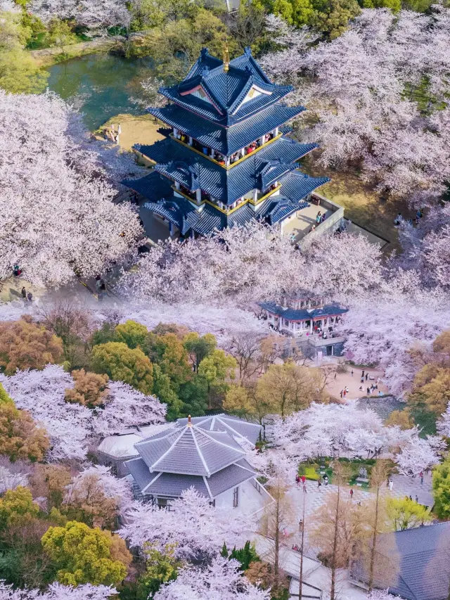 Step into Wuxi's Turtle Head Isle and experience the charm of one of the world's three major cherry blossom viewing spots