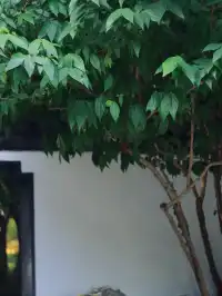 上海浦東隱匿的古典園林，古鐘園