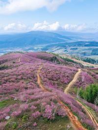 春日盛宴：三明清流賴坊櫻花盛景