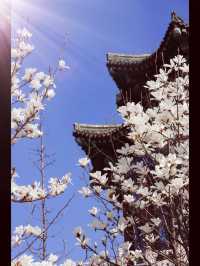 青島｜湛山寺｜去追春天的腳步