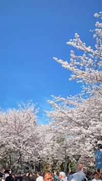 上海魯迅公園的櫻花池裡的春和景明
